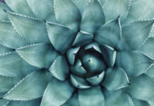 Ile zarabia botanik (biolog)?