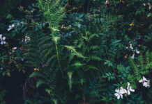 Praca botanika – jak wygląda, wymagania, obowiązki