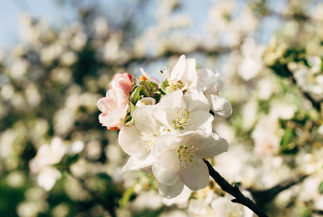 Jak zostać florystą