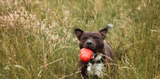 Ile zarabia behawiorysta