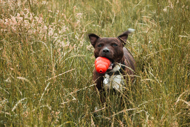 Ile zarabia behawiorysta Ile zarabia behawiorysta