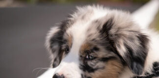 Ile zarabia behawiorysta