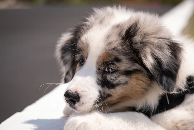 Ile zarabia behawiorysta Ile zarabia behawiorysta