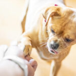 Ile zarabia petsitter? Ile zarabia petsitter
