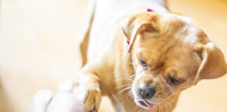 Ile zarabia petsitter