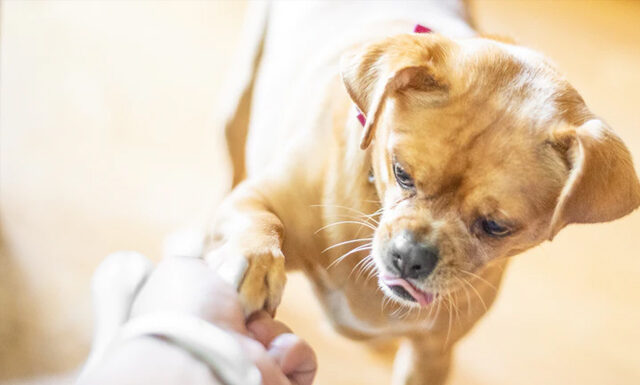 Ile zarabia petsitter? Ile zarabia petsitter