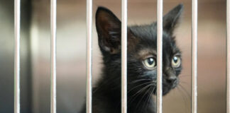 Praca w schronisku dla zwierząt