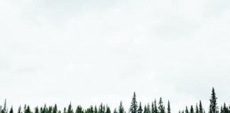 Jak dostać się do służby leśnej