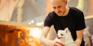 Jak zostać groomerem