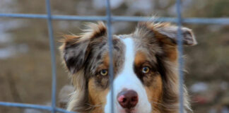 Jak zostać pracownikiem schroniska dla zwierząt