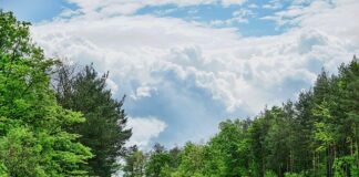 ile zarabia kierowca ciężarówki