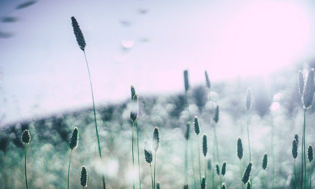 alergolog jak zostać