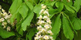 Ile trzeba mieć procent na maturze aby dostać się na filologie angielska?