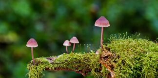 Jakie są rodzaje wartości nieruchomości?