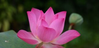 Jak oficjalnie przywitać się po angielsku?