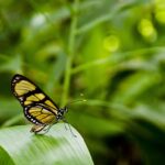 Co to znaczy animować kogoś?