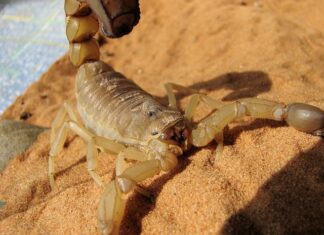 Co to jest klasyfikacja kosztów?