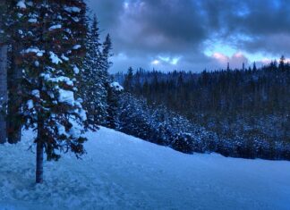 Co daje licencjat z filologii angielskiej?