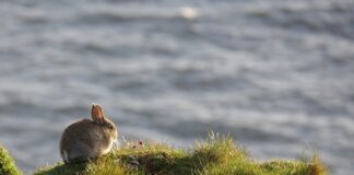 Co oznacza słowo Bunny?
