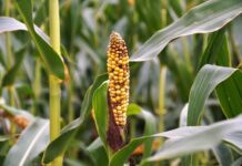 Jakie badania trzeba zrobić na zwyrodnienie stawów?