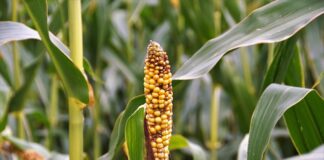 Jakie badania trzeba zrobić na zwyrodnienie stawów?