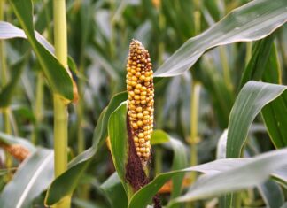 Jakie badania trzeba zrobić na zwyrodnienie stawów?