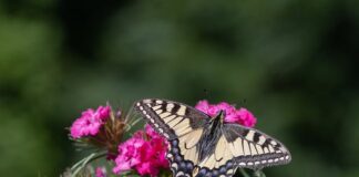Co to jest rozdzielczość natywna?