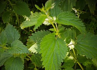 Jakie badania robi się na reumatyzm?