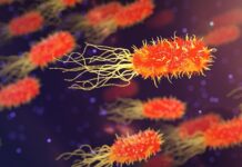 Jaka bakteria atakuje stawy?