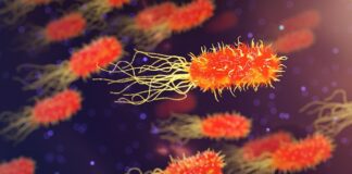 Jaka bakteria atakuje stawy?