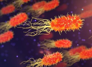 Jaka bakteria atakuje stawy?