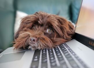 Co to są ograniczenia budżetowe?