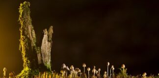 Jakie są rodzaje animacji?