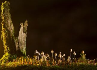 Jakie są rodzaje animacji?