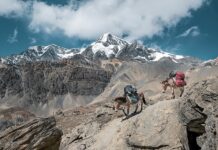 Jaka jest najnowsza bajka Disneya?