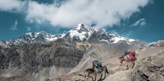 Jaka jest najnowsza bajka Disneya?