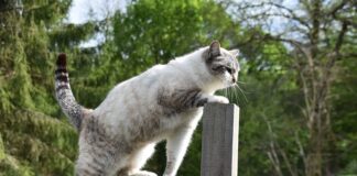 Czym się różni agile od Waterfall?