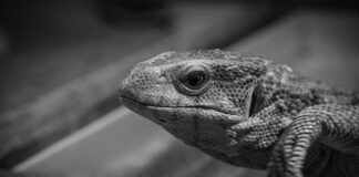 Jak monitorować konkurencję?