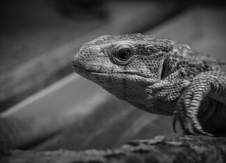 Jak monitorować konkurencję?