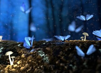 Czy każda bajka to anime?