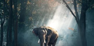 Jakie to zwierzę gra?