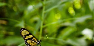 Jak animować obraz?