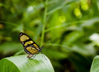 Jak animować obraz?
