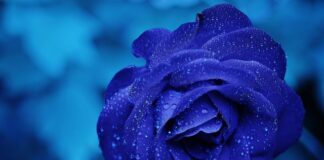 Jak interpretować Roś?