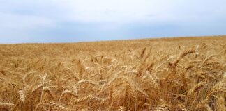 Jak podnieść cenę nieruchomości?