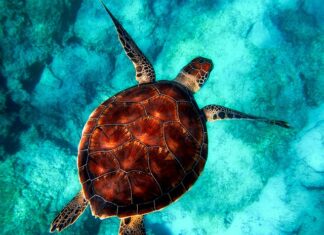 Co to znaczy po angielsku żółw?