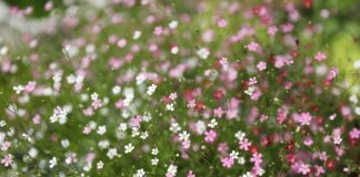 Czy certyfikacja jest obowiązkowa?