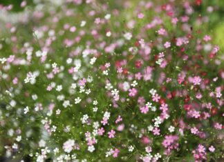 Czy certyfikacja jest obowiązkowa?